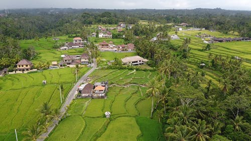 有关农地, 印尼, 巴厘岛的免费素材视频