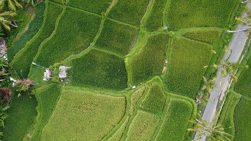 有关俯视图, 农场土地, 印尼的免费素材视频