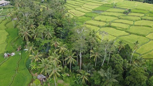 有关农业用地, 印尼, 巴厘岛的免费素材视频