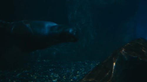 有关水族馆, 海狮, 游泳的免费素材视频
