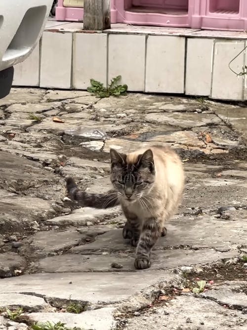 有关伸展, 垂直视频, 慢动作的免费素材视频