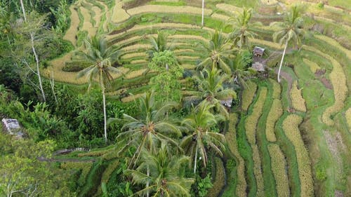 有关农业用地, 椰子树, 水稻梯田的免费素材视频
