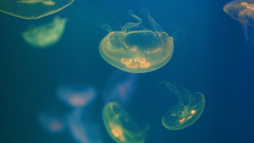 有关水下,水母,水生动物的免费素材视频