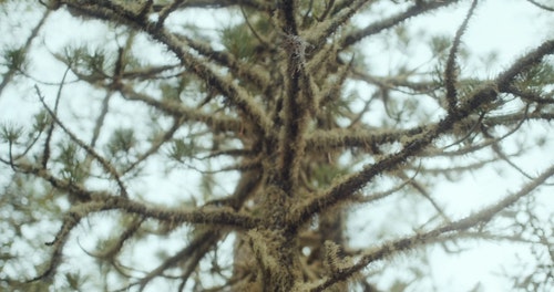 有关分支机构,天性,性质的免费素材视频