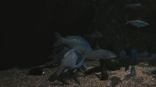 有关动物, 水族馆, 游泳的免费素材视频