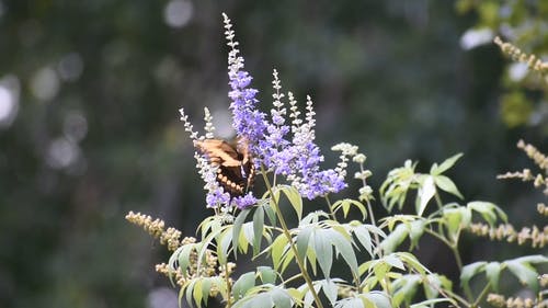 有关植物群, 模糊的背景, 树叶的免费素材视频