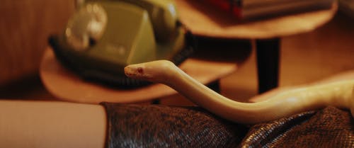 有关python, 坐, 女人的免费素材视频