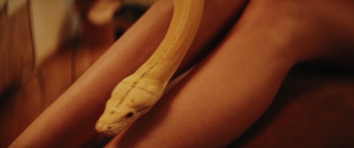 有关python,Viper 车,动物的免费素材视频