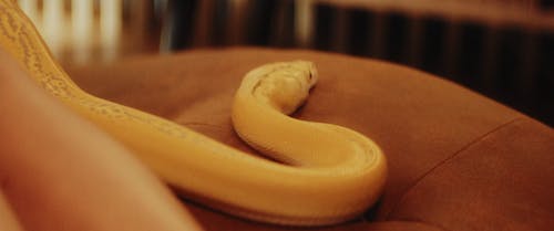 有关python, 人, 动物的免费素材视频