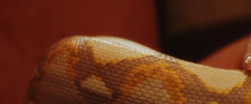 有关4k,python,动物的免费素材视频