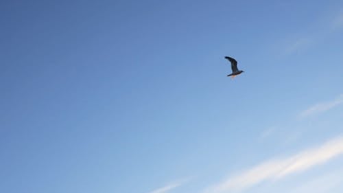 有关动物, 天空, 云的免费素材视频