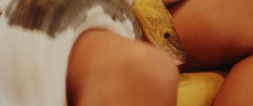 有关休息,动物,危险的免费素材视频