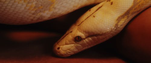 有关python, 动物, 爬虫的免费素材视频