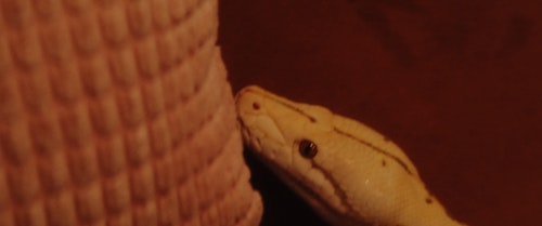 有关有毒的,爬虫,特写的免费素材视频