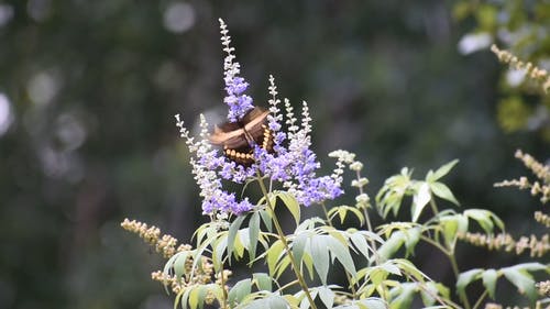 有关植物群, 模糊的背景, 树叶的免费素材视频