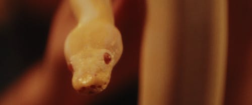 有关python, 动物, 捕食者的免费素材视频
