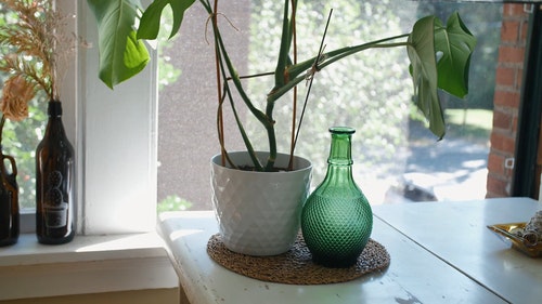 有关乾燥花,室内植物,玻璃的免费素材视频