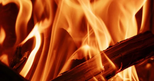 有关火, 火树林, 火焰的免费素材视频