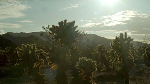 有关仙人掌, 加州, 天性的免费素材视频