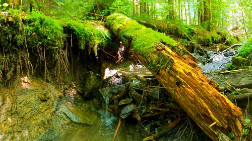 有关天性, 小河, 户外的免费素材视频