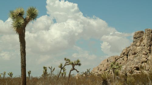 有关4k, 优美的风景, 单子叶植物的免费素材视频