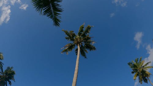 有关低角度拍摄, 棕榈树, 椰子树的免费素材视频