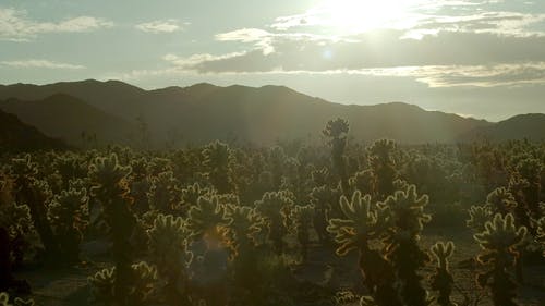 有关4k, 仙人掌, 天性的免费素材视频