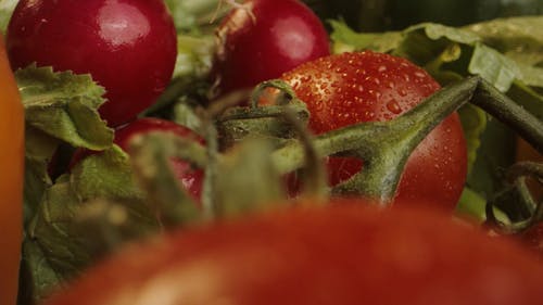 有关小蕃茄, 有养分的, 水果的免费素材视频