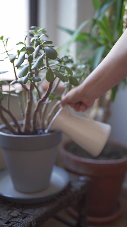 给盆栽浇水的人 · 免费素材视频