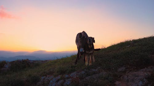 有关atardecer, 动物, 哺乳动物的免费素材视频