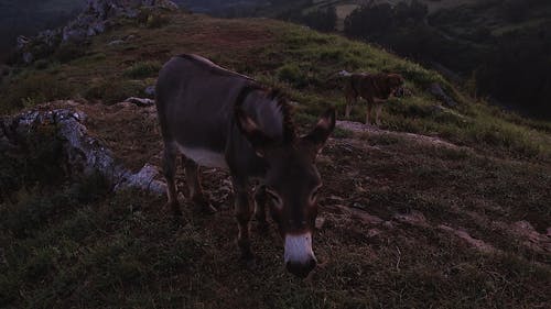 有关动物, 哺乳动物, 国内的免费素材视频