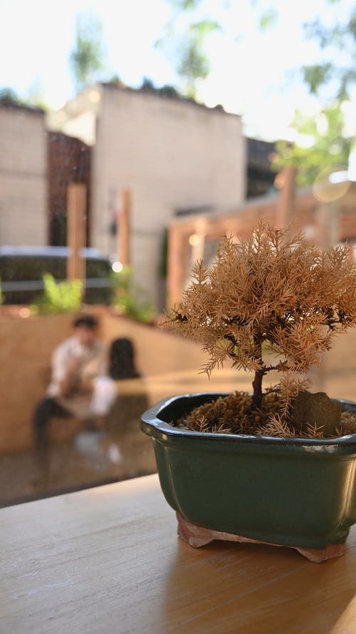 有关垂直视频, 增长, 室内植物的免费素材视频