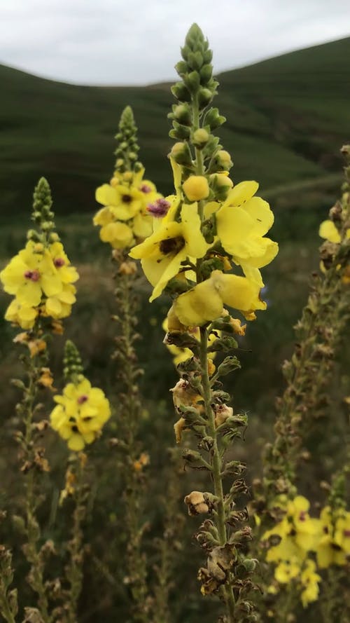 有关垂直视频, 多云的天空, 天性的免费素材视频