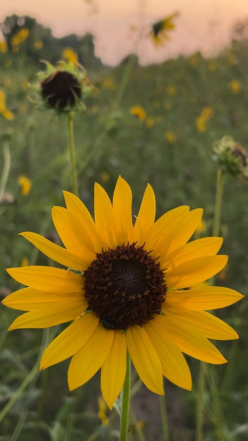 有关4k视频, 垂直视频, 夏天的免费素材视频