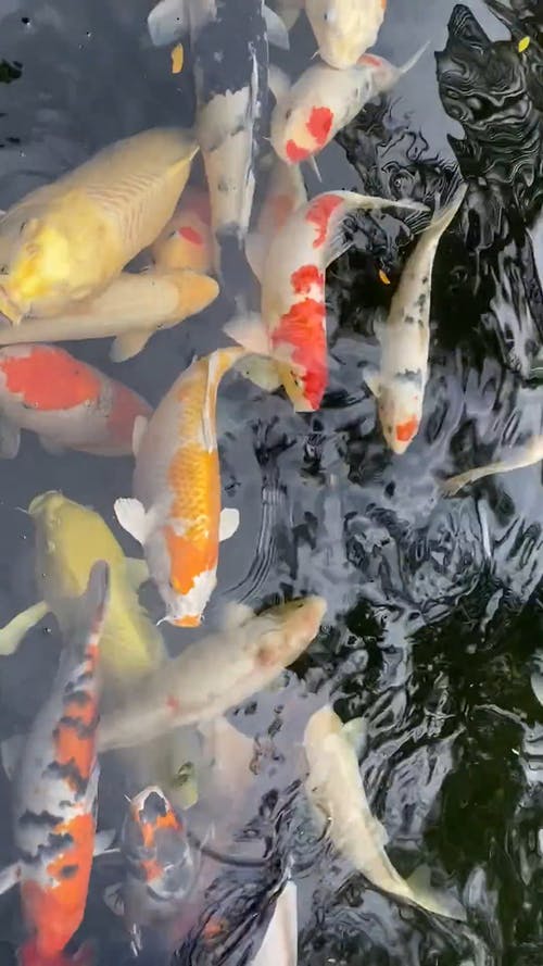 有关垂直视频, 水下, 水生动物的免费素材视频