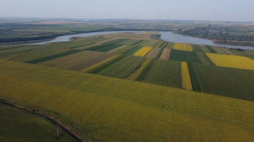 有关向日葵田, 空中镜头, 空拍机连续镜头的免费素材视频