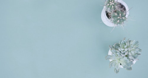 有关Copyspace,仙人掌,多肉植物的免费素材视频