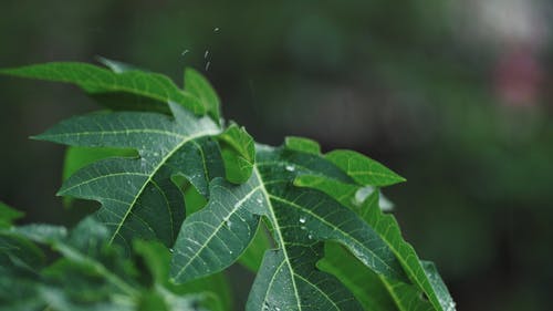 有关下雨, 工厂, 模糊的背景的免费素材视频