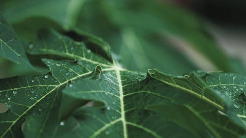 有关下雨, 工厂, 树叶的免费素材视频