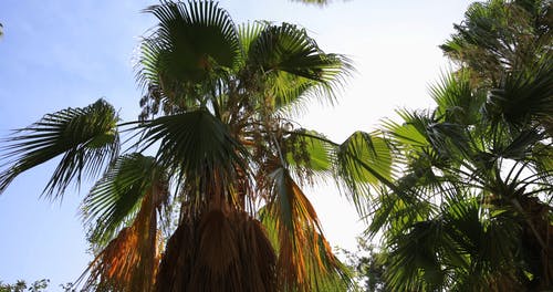 有关低角度拍摄, 天空, 太阳的免费素材视频