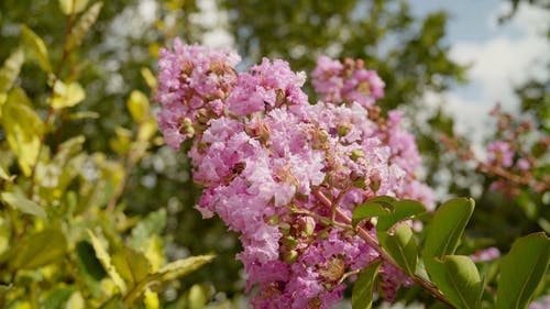 有关植物群, 树叶, 特写的免费素材视频