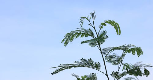 有关冷静, 夏天, 多风的免费素材视频