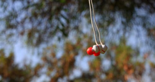 有关宏观, 摇摆, 模糊的背景的免费素材视频