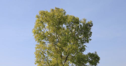 有关多风, 天空, 慢动作的免费素材视频