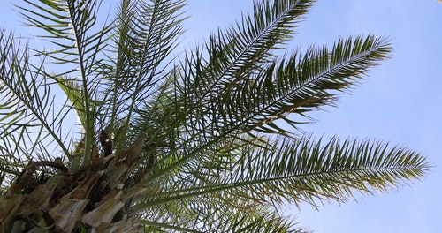 有关低角度,棕榈树,蓝天的免费素材视频