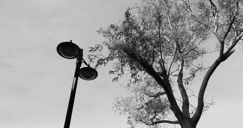 有关低角度拍摄, 树, 树枝的免费素材视频