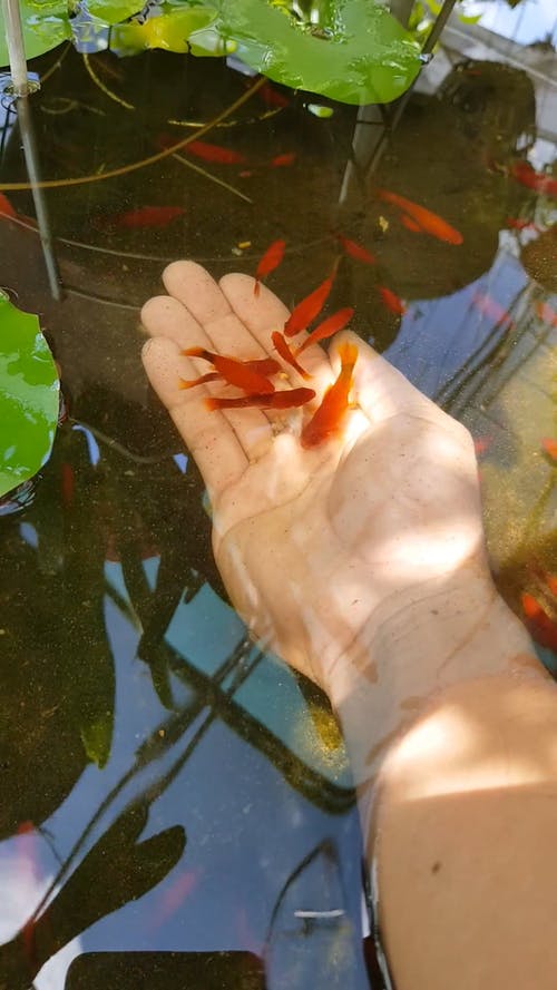 有关垂直视频, 小, 棕榈的免费素材视频