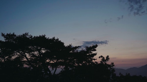 有关剪影,天空,树木的免费素材视频