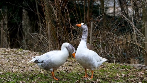 有关白色, 羽毛, 鸟类的免费素材视频