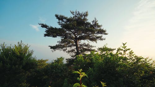 有关低角度拍摄, 天性, 天空的免费素材视频